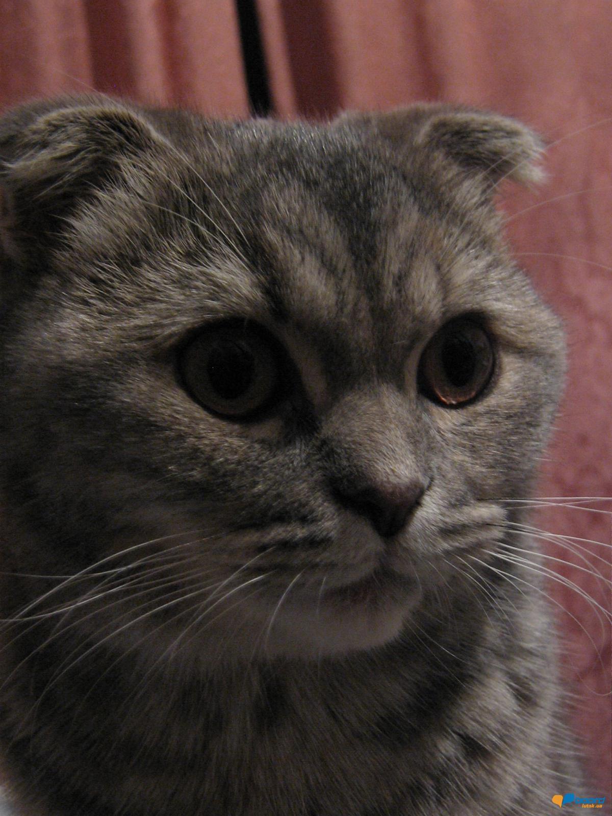 post-12809-0-08444000-1356721364_thumb.j