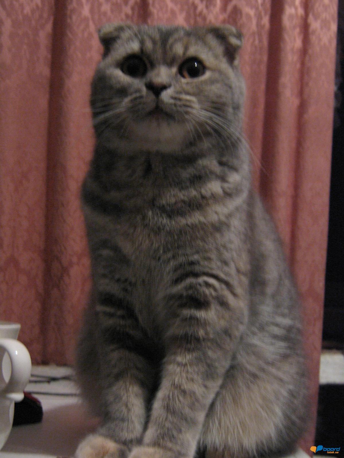 post-12809-0-96049700-1356721312_thumb.j