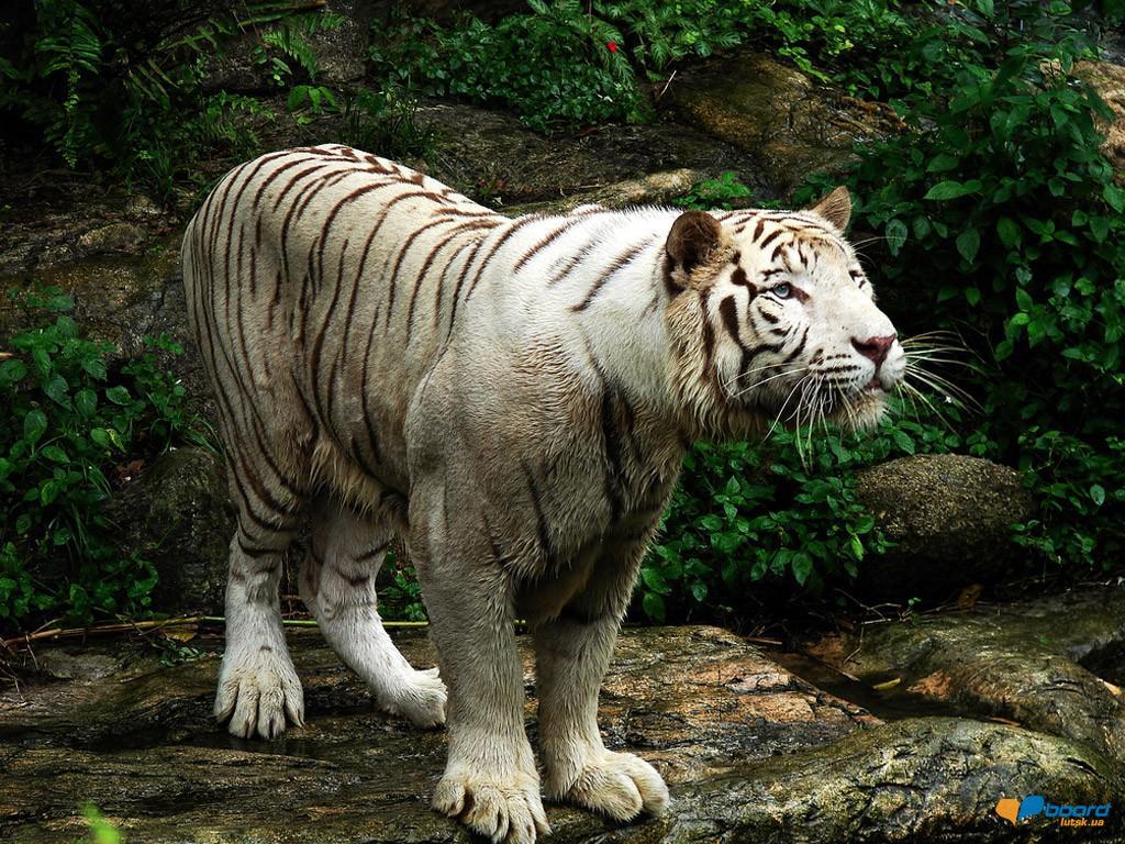 post-12925-0-90525500-1355679277_thumb.j