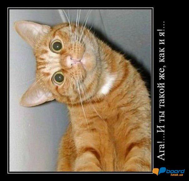 post-13465-0-01370800-1355756879_thumb.j