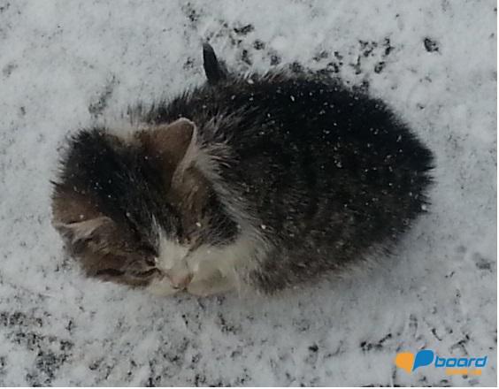 post-13628-0-84527400-1354703193_thumb.j