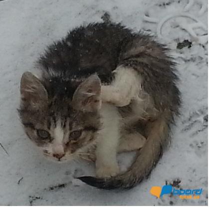 post-13628-0-90775100-1354703201_thumb.j