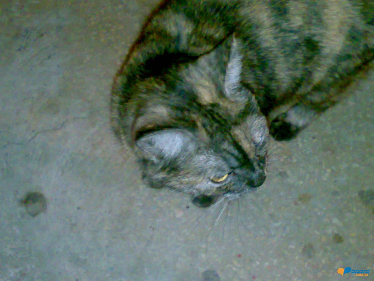 post-15454-0-45166700-1356386179_thumb.j