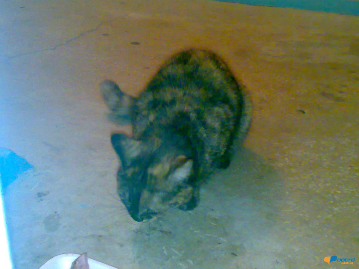 post-15454-0-64499500-1356386181_thumb.j