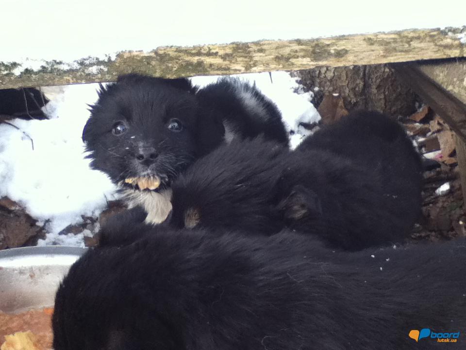 post-15903-0-13462600-1354973668_thumb.j