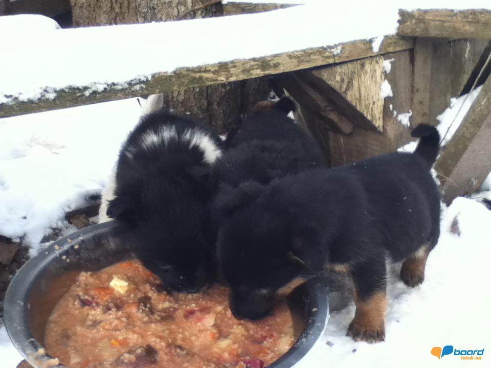 post-15903-0-44970500-1354973659_thumb.j