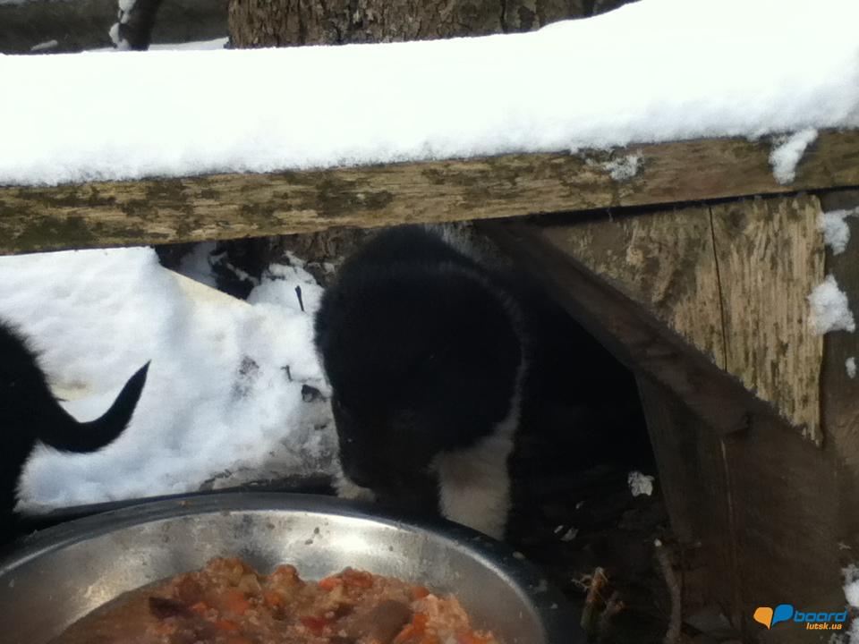 post-15903-0-70842100-1354973673_thumb.j