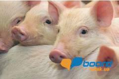 post-16373-0-52998800-1356783936_thumb.j