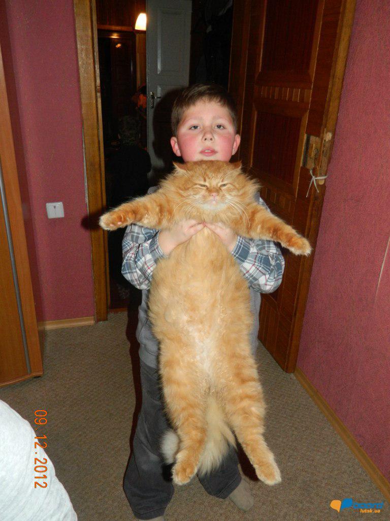 post-16375-0-13060300-1355500063_thumb.j