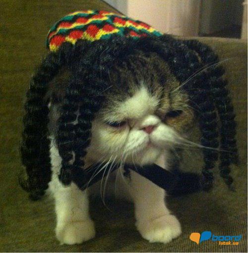 post-16375-0-43609900-1356464488_thumb.j