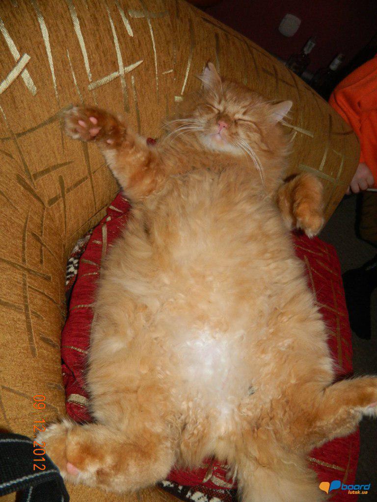 post-16375-0-70084000-1355500053_thumb.j