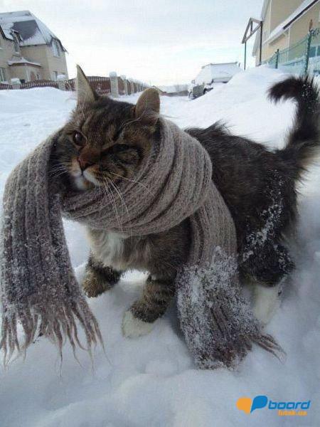 post-16375-0-77761700-1356464450_thumb.j