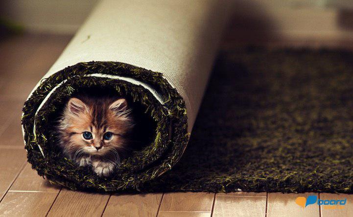 post-16375-0-92820200-1355401263_thumb.j