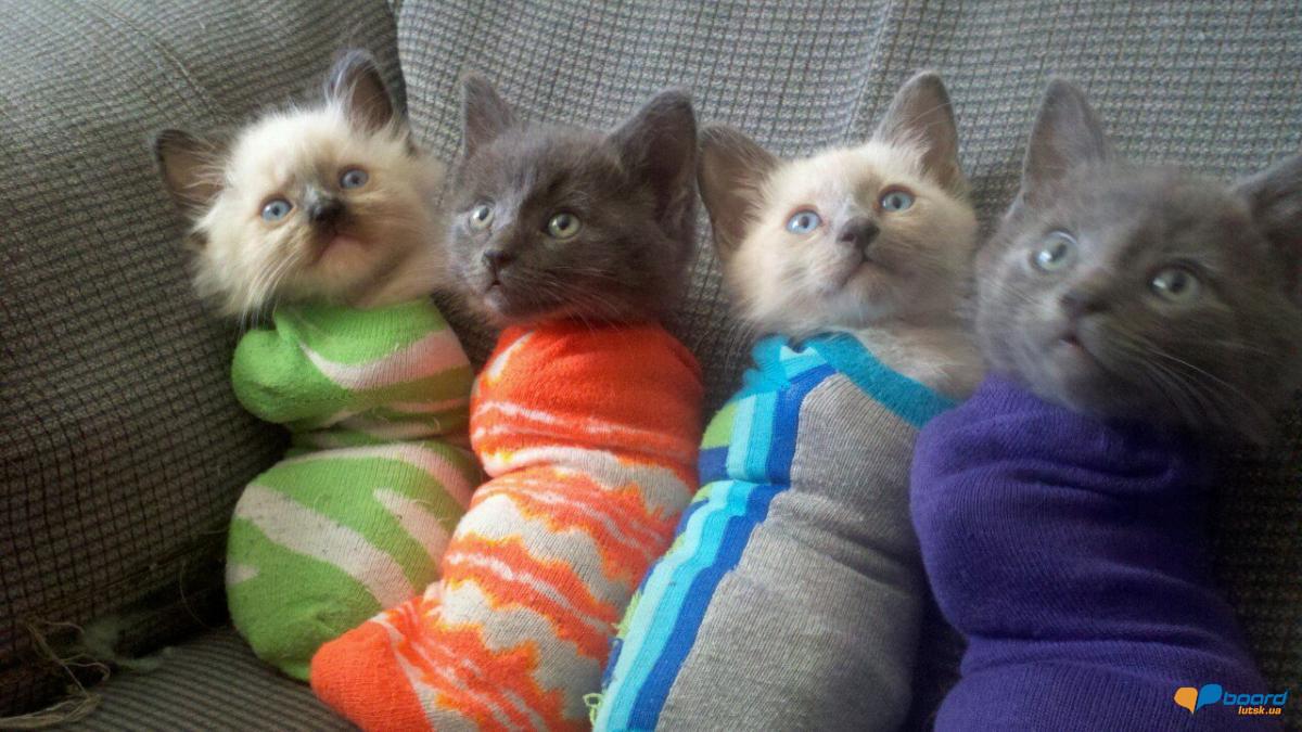 post-16375-0-94520900-1356464468_thumb.j