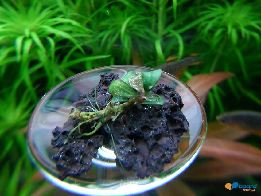 post-16403-0-18700500-1354814655_thumb.j