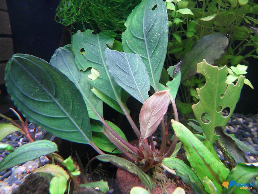 post-16403-0-57862800-1354814243_thumb.j