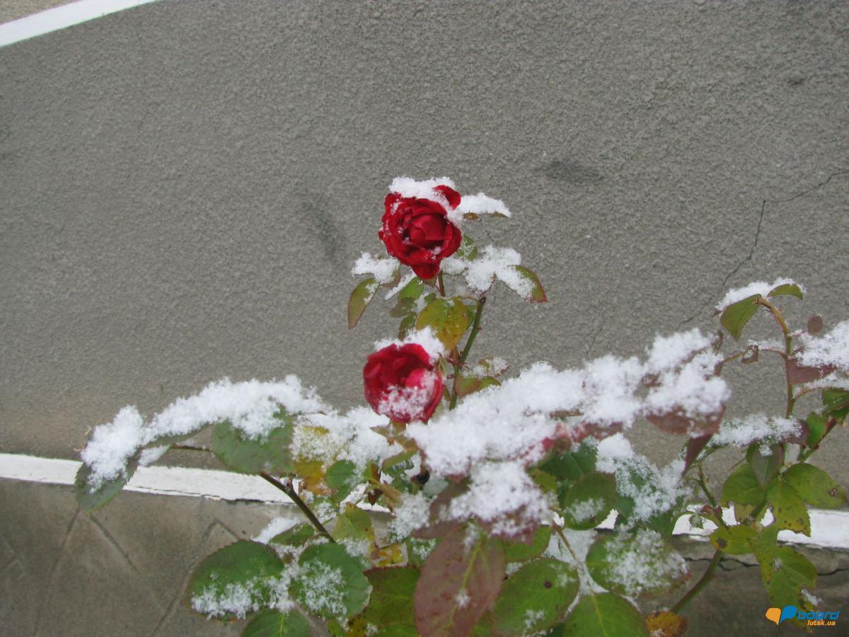 post-16414-0-12501500-1354455813_thumb.j