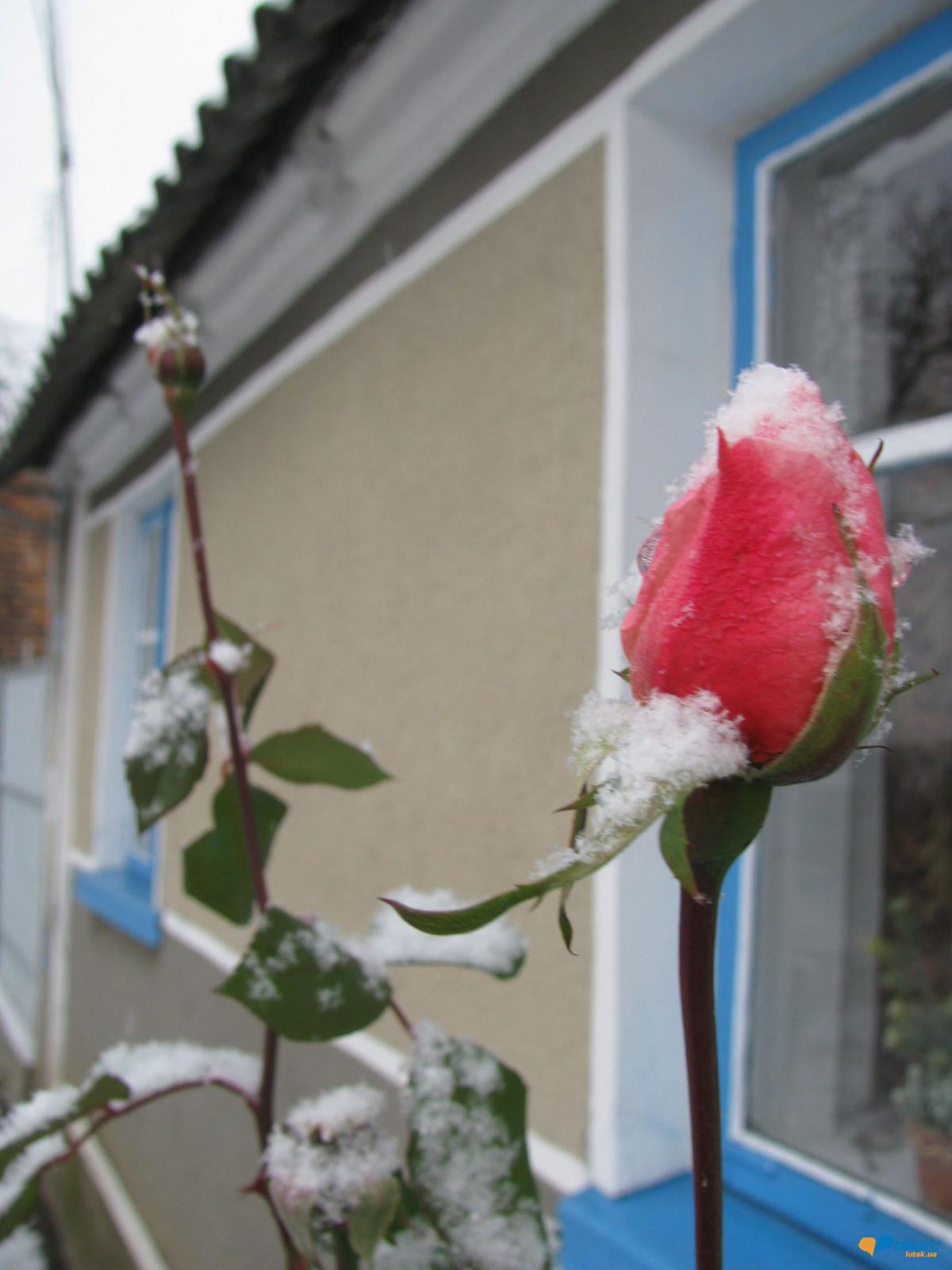 post-16414-0-27013400-1354455902_thumb.j