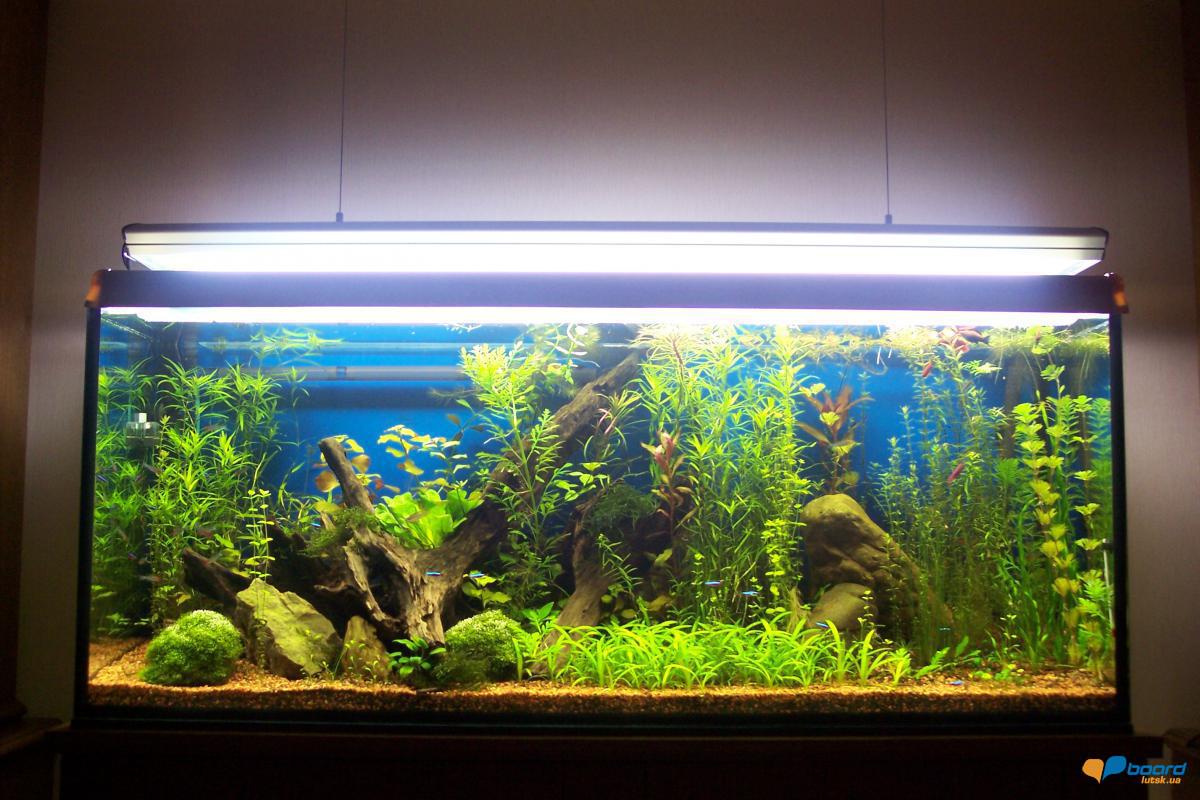 post-17272-0-88205600-1354800614_thumb.j