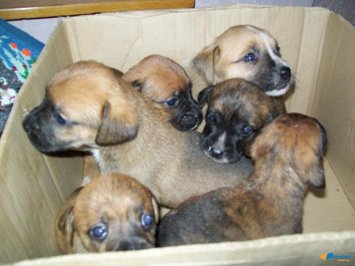 post-18497-0-10222700-1354532994_thumb.j