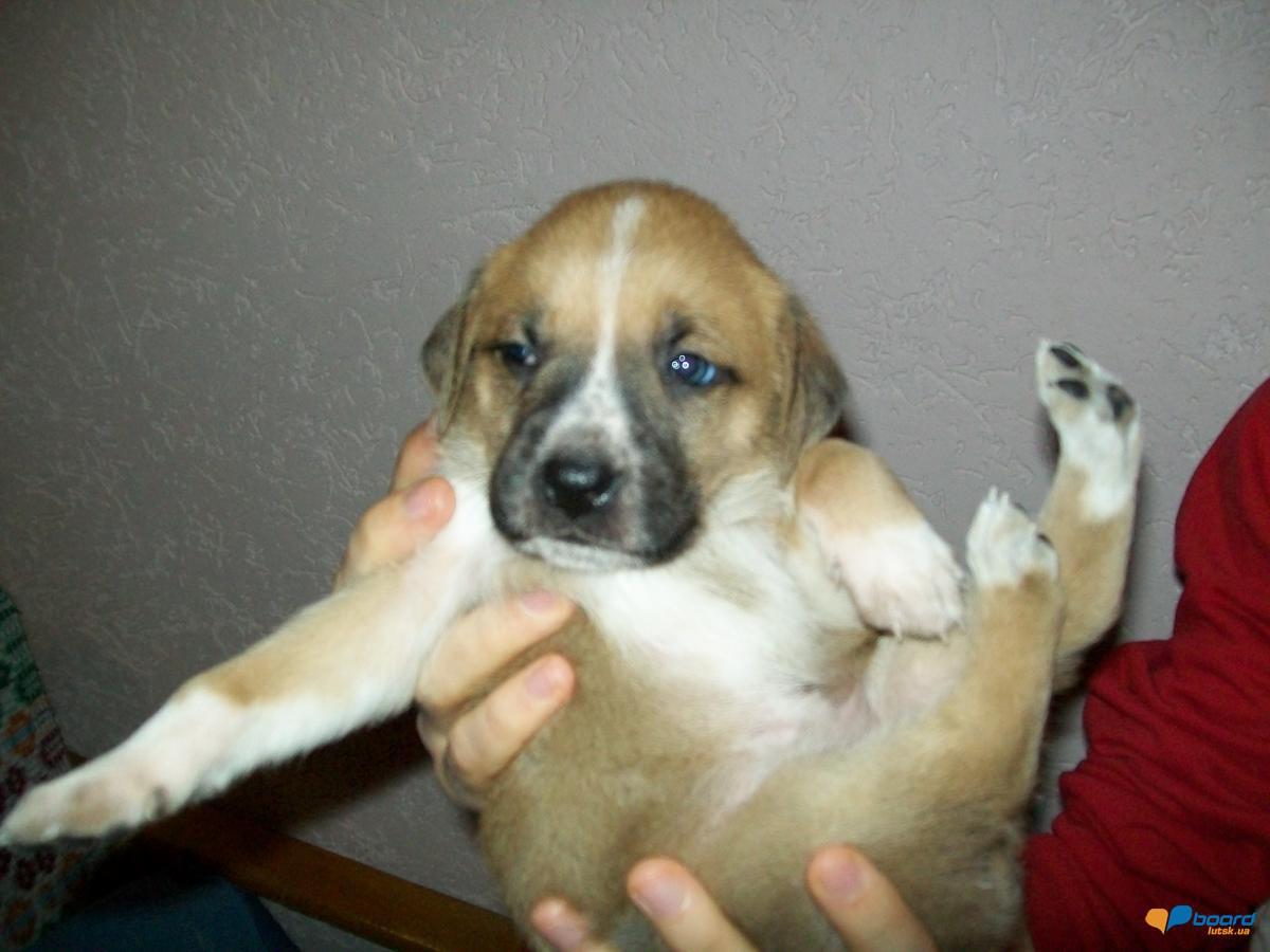 post-18497-0-11938200-1355051674_thumb.j