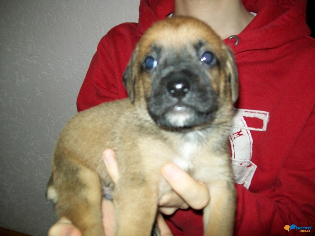 post-18497-0-14930200-1354533009_thumb.j