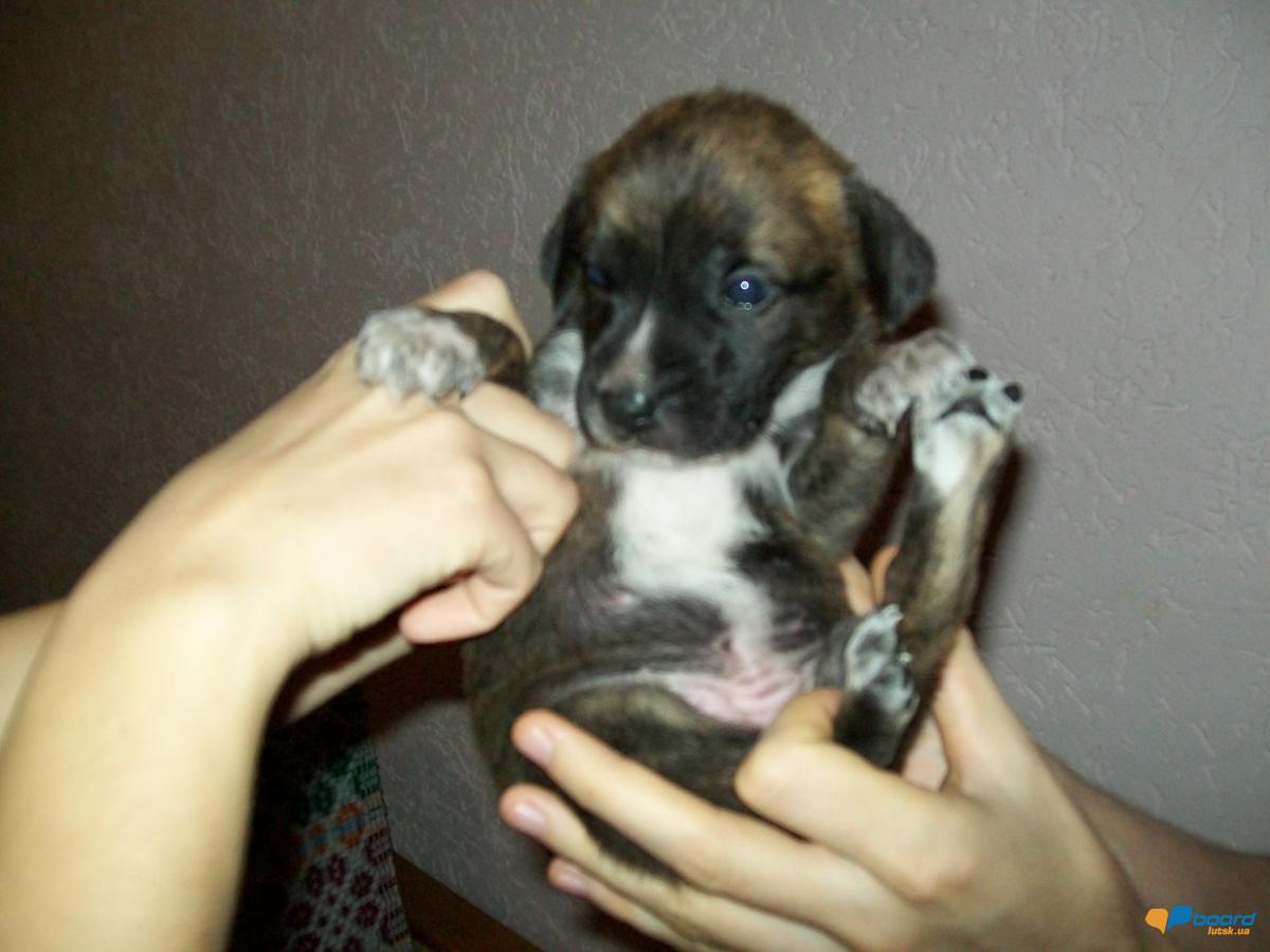 post-18497-0-51296100-1354533074_thumb.j