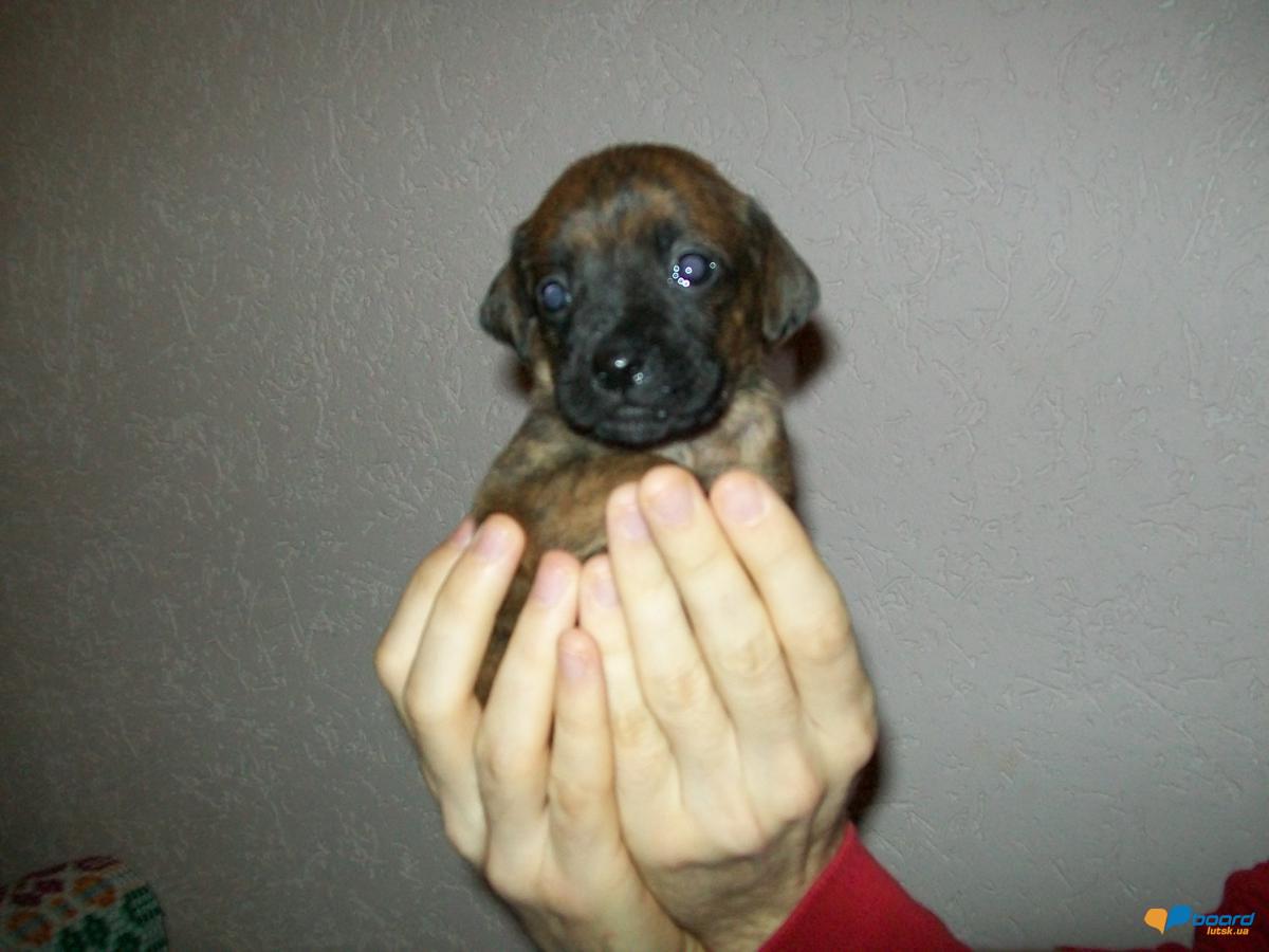 post-18497-0-61341800-1354533092_thumb.j