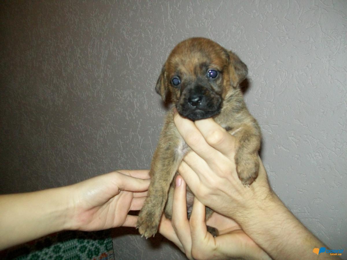 post-18497-0-71381300-1354533060_thumb.j