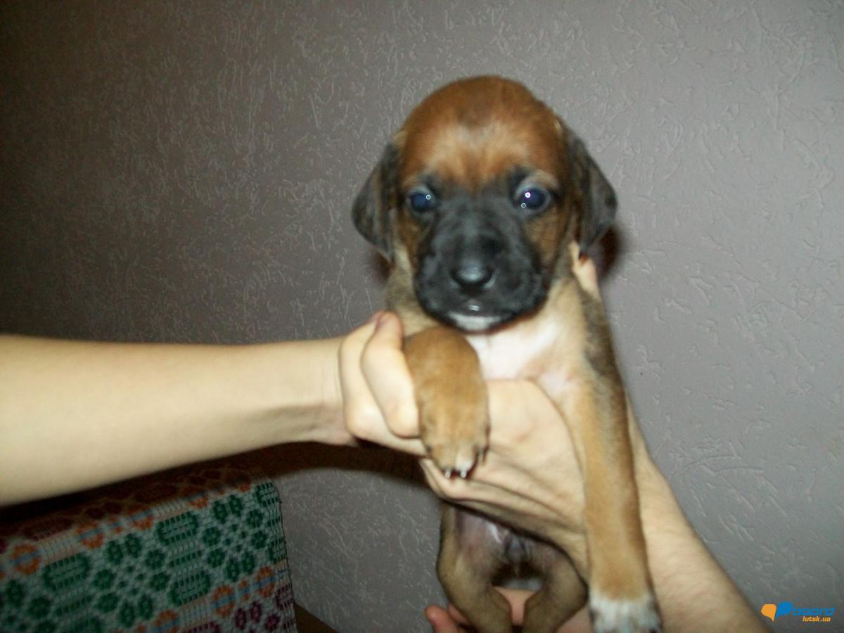 post-18497-0-93506800-1355599110_thumb.j