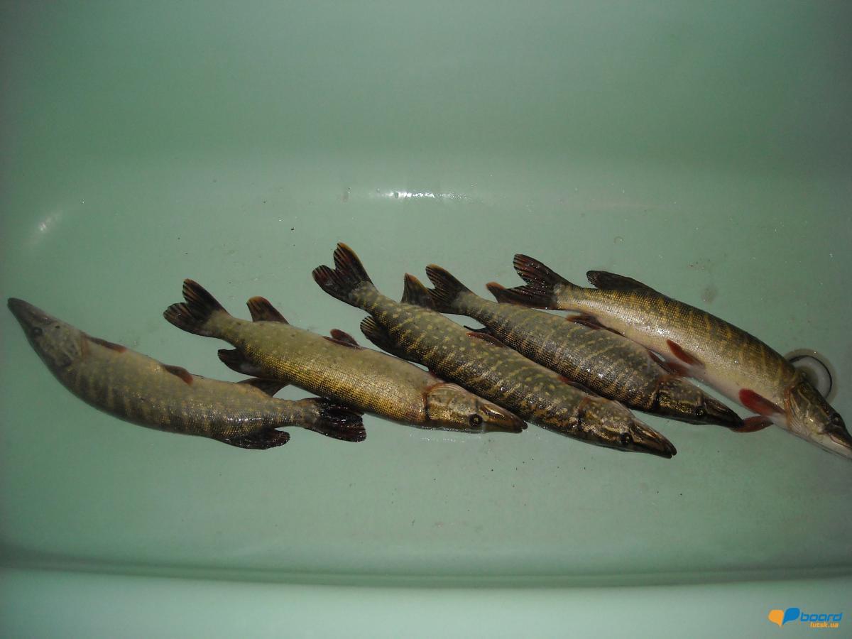 post-18550-0-06598800-1356454372_thumb.j