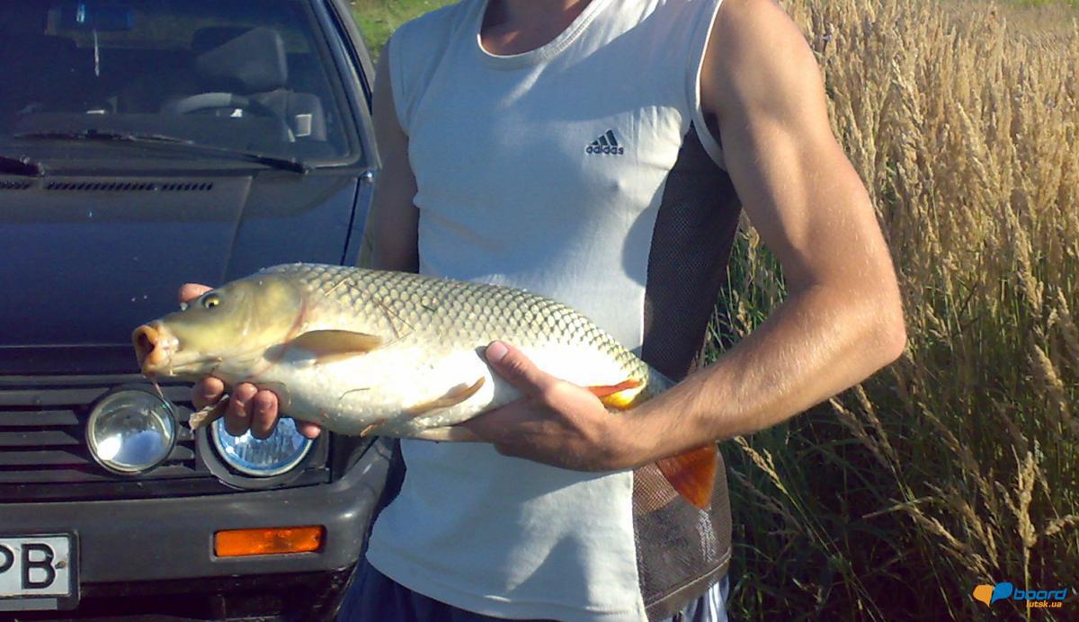 post-18550-0-17917000-1356454683_thumb.j