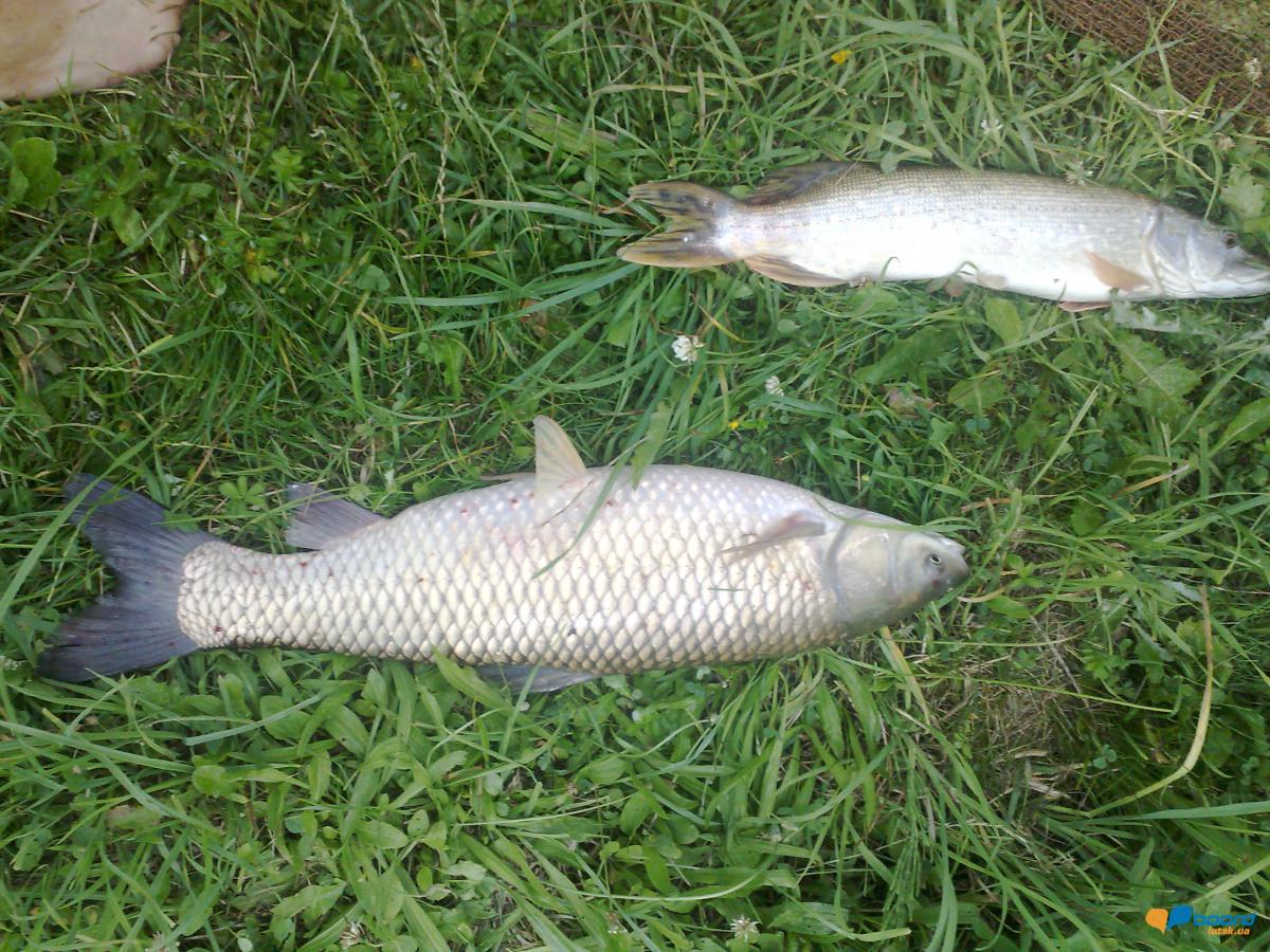 post-18550-0-41870600-1356454805_thumb.j