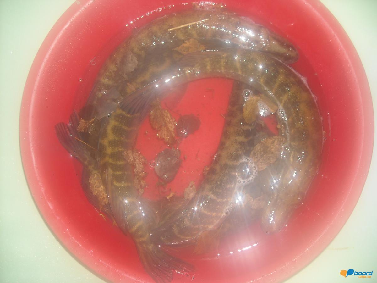 post-18550-0-43681700-1356454456_thumb.j