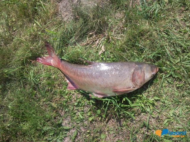 post-18550-0-47439900-1356454823_thumb.j