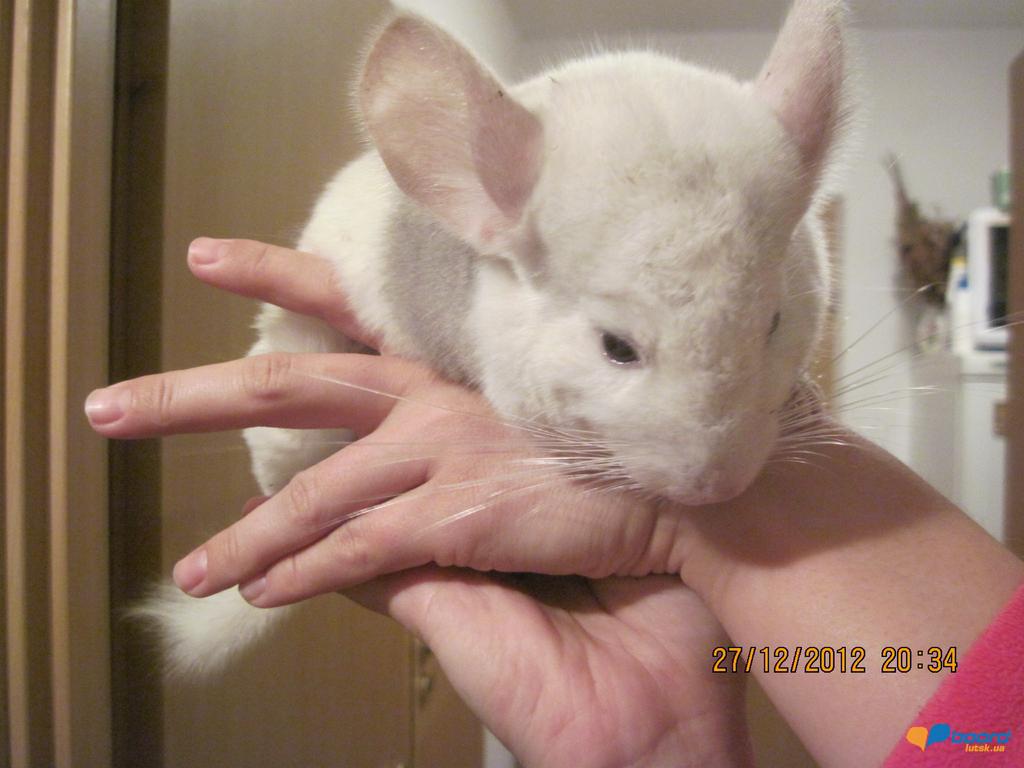 post-18621-0-15080800-1356688749_thumb.j