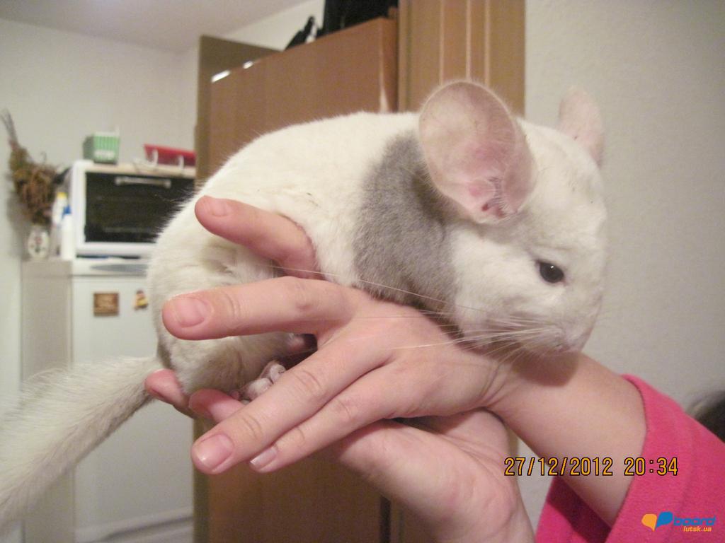 post-18621-0-19379300-1356688747_thumb.j