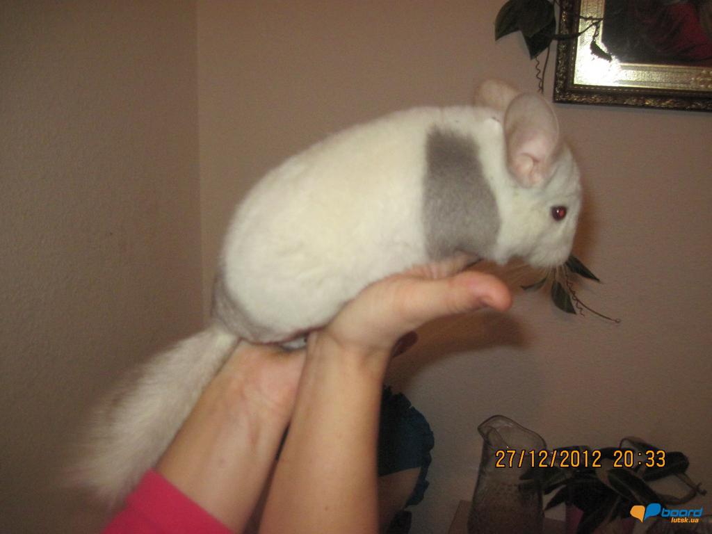 post-18621-0-48734100-1356688745_thumb.j