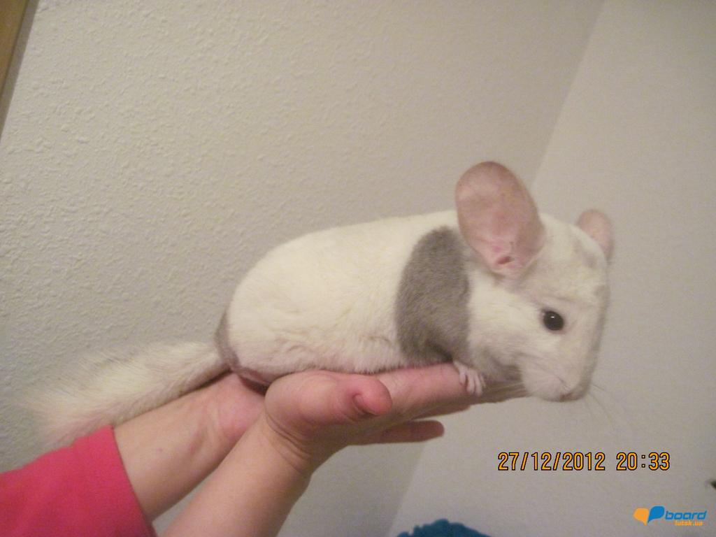 post-18621-0-82398900-1356688743_thumb.j