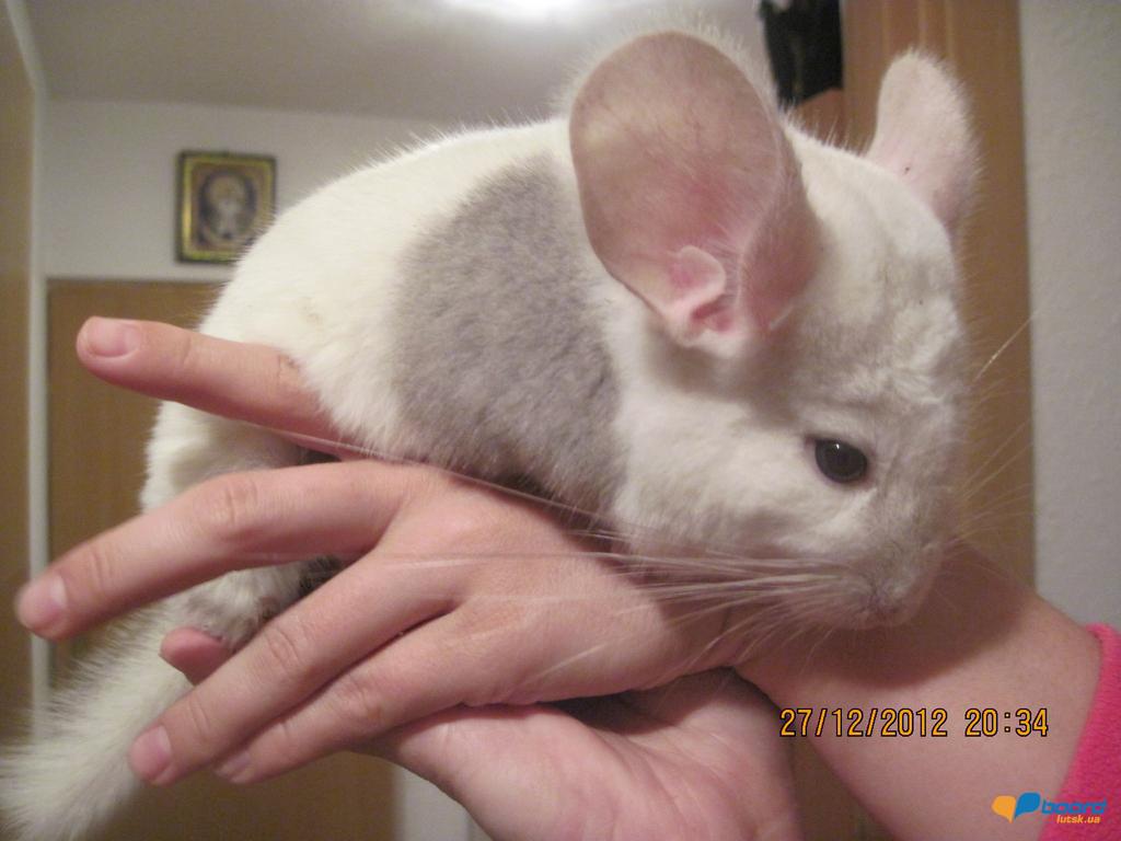 post-18621-0-85358600-1356688752_thumb.j