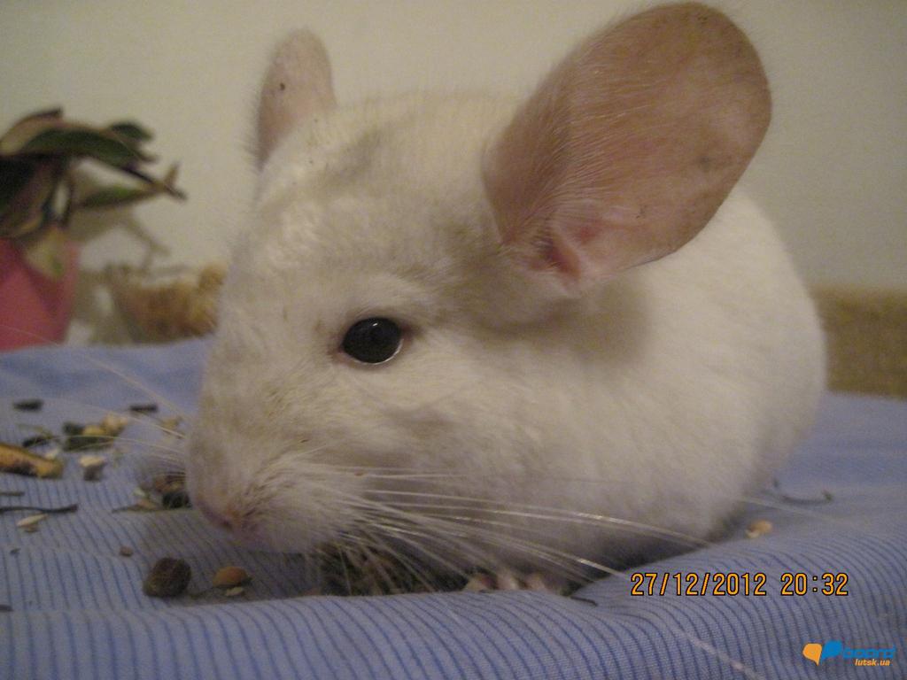 post-18621-0-87322500-1356688741_thumb.j