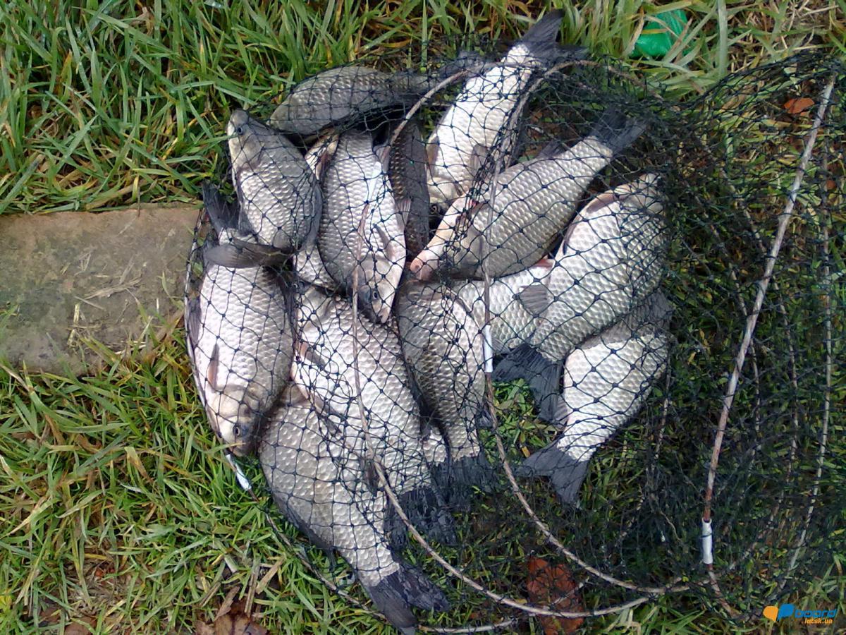 post-18712-0-43878300-1354382438_thumb.j