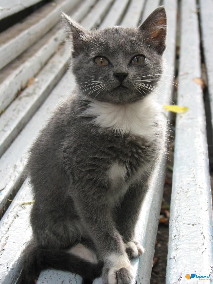 post-18880-0-29390500-1356100908_thumb.j