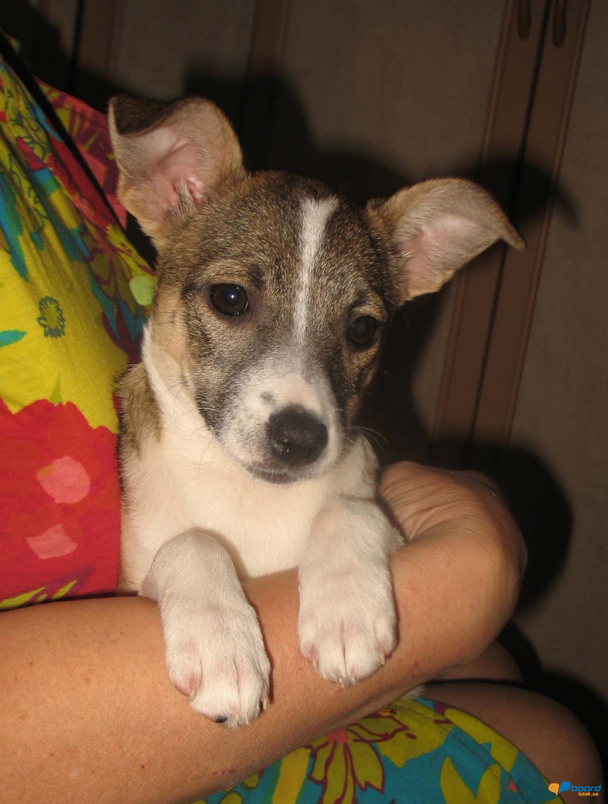 post-19586-0-05541300-1354980563_thumb.j