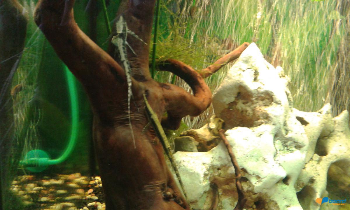 post-20194-0-31249700-1355163848_thumb.j