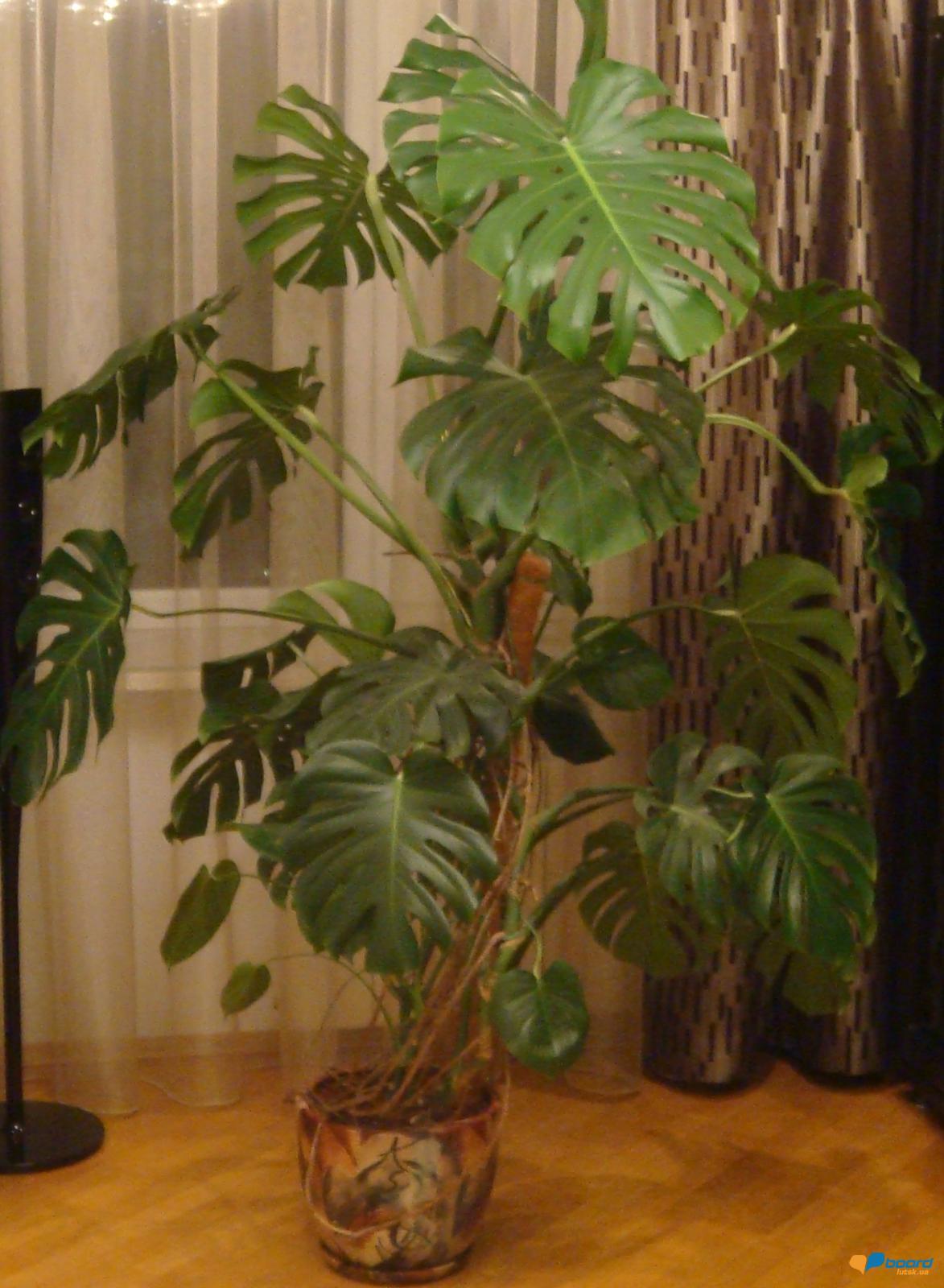 post-20194-0-58277500-1355056021_thumb.j