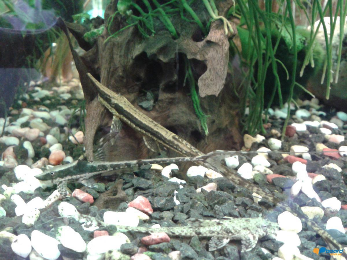 post-20194-0-98619000-1355069656_thumb.j