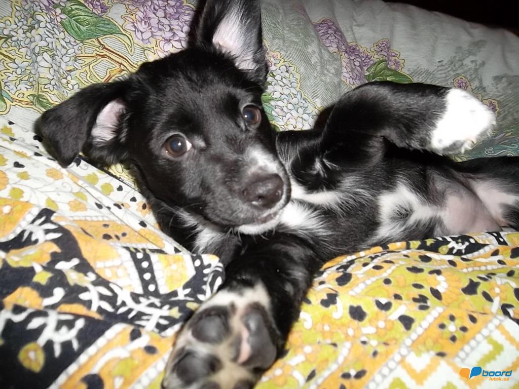 post-20425-0-95795400-1356524789_thumb.j