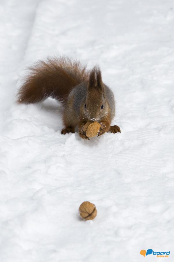 post-2373-0-15489700-1355269784_thumb.jp