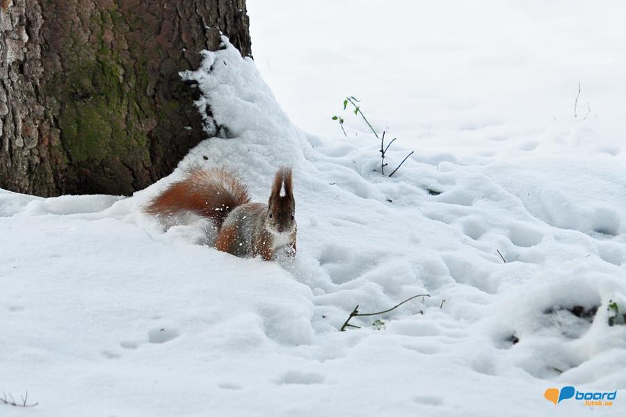 post-2373-0-44257400-1355269788_thumb.jp